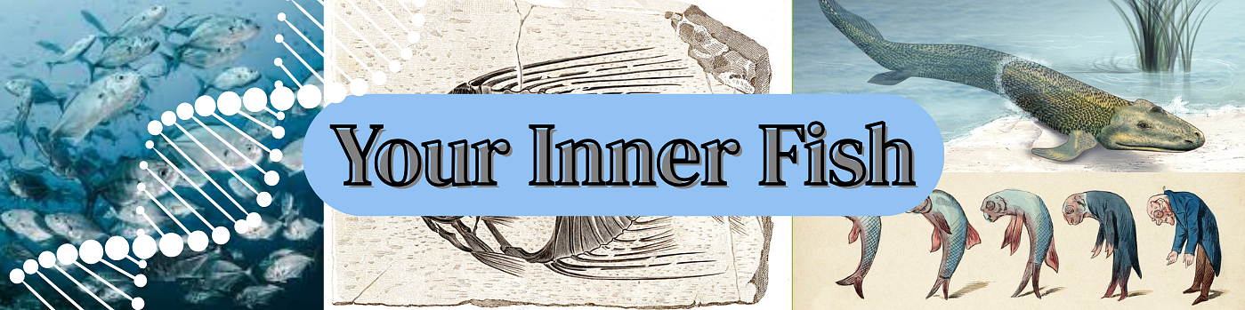 Your Inner Fish Strip