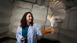 UO Soaring Owl
